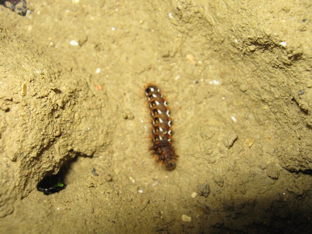 Cos''? Larva di Acronicta rumisis (Noctuidae)